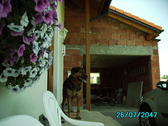 Mein Hund - 