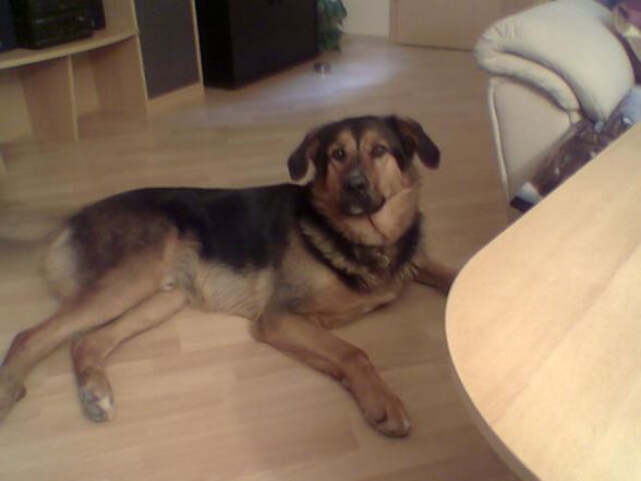 Mein Hund - 