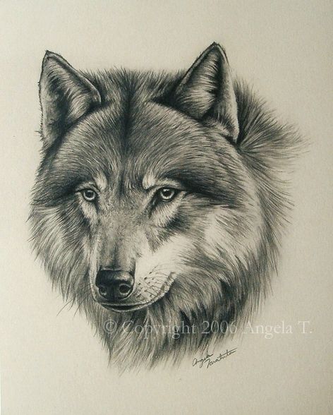 Wolves - 