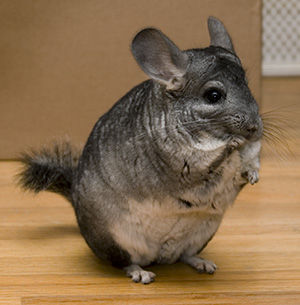 My Chinchilla - 