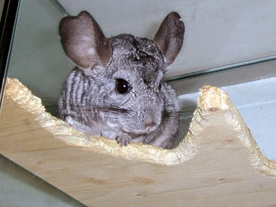 My Chinchilla - 