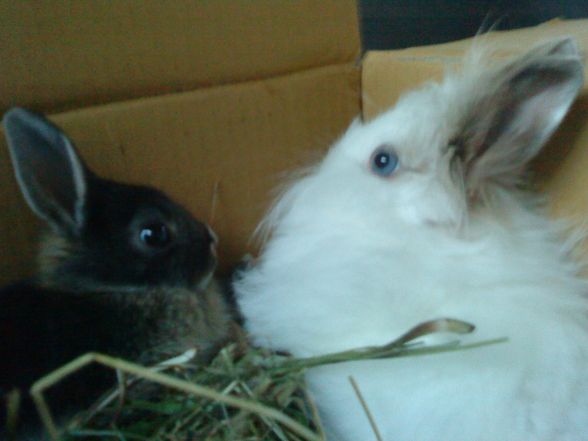 Verstorbener Hase & neuen Hasen - 