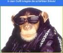 affen sind cool - 