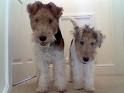 FOX Terrier - 