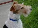 FOX Terrier - 