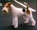 FOX Terrier - 