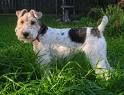 FOX Terrier - 