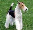 FOX Terrier - 