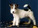 FOX Terrier - 