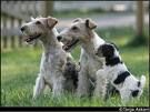 FOX Terrier - 