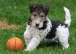 FOX Terrier - 