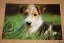 FOX Terrier - 