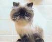 voi katze - 