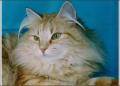 voi katze - 