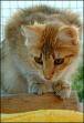 voi katze - 