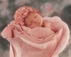 Baby Anne Geddes - 