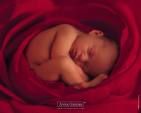 Baby Anne Geddes - 