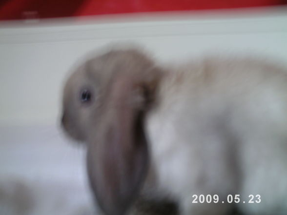 I and my rabbit - 