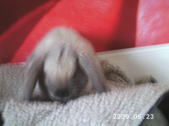 I and my rabbit - 