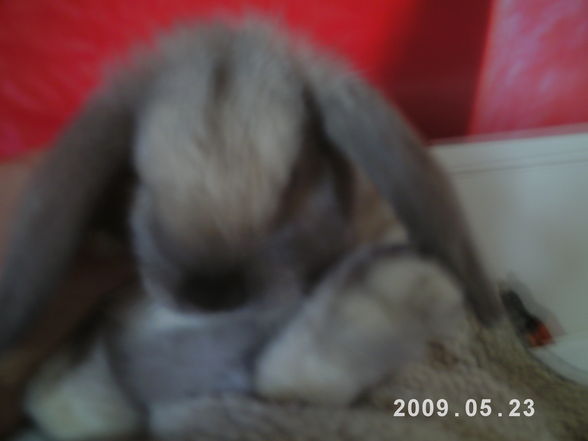 I and my rabbit - 