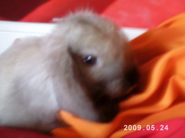 I and my rabbit - 