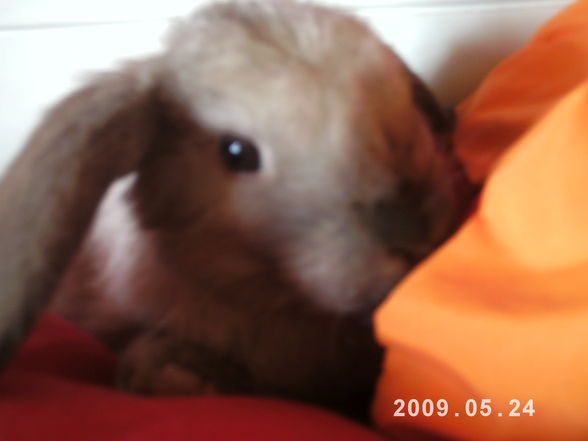 I and my rabbit - 