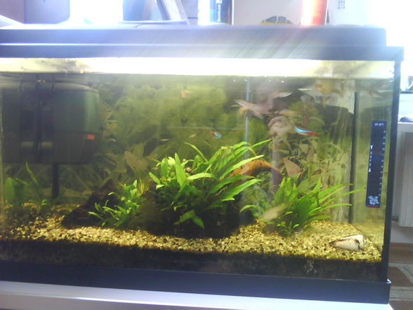 Meine 4 Aquarien - 