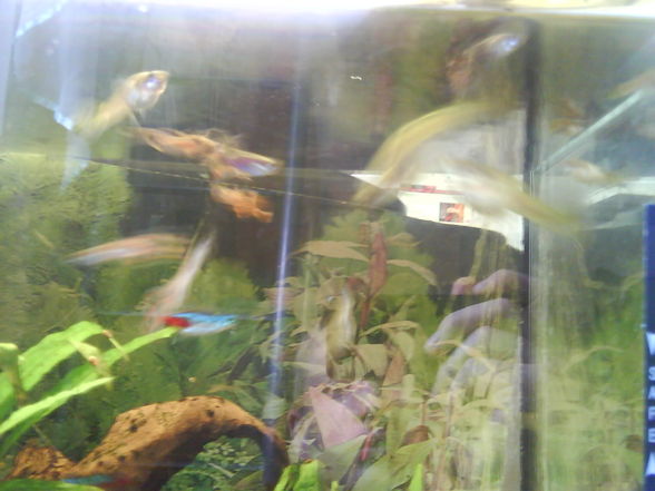 Meine 4 Aquarien - 