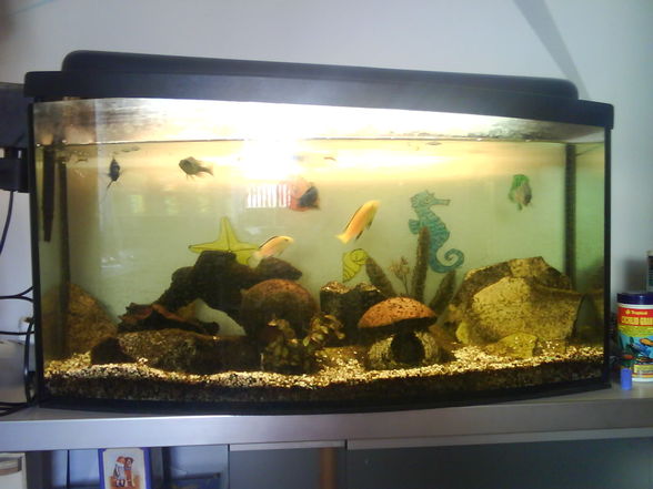 Meine 4 Aquarien - 