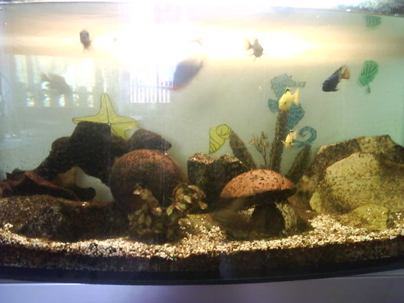 Meine 4 Aquarien - 