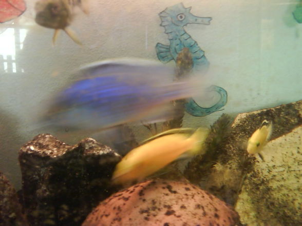 Meine 4 Aquarien - 