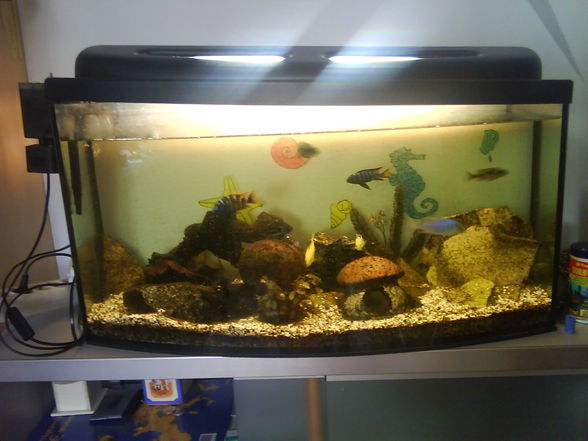 Meine 4 Aquarien - 