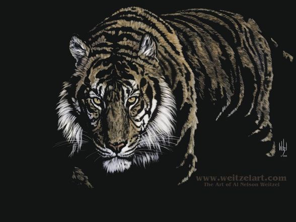 Tiger - 