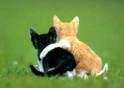 Katzen =)  - 