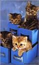 Katzen =)  - 