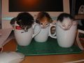 Katzen =)  - 