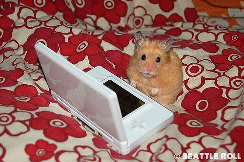 hamster - 