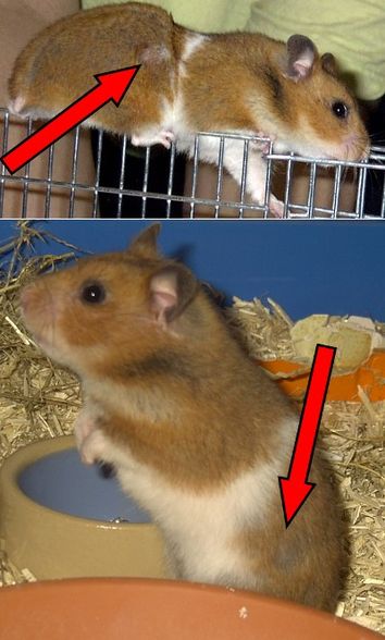 hamster - 