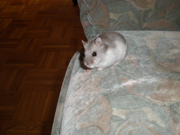 Sandy,mein hamster - 