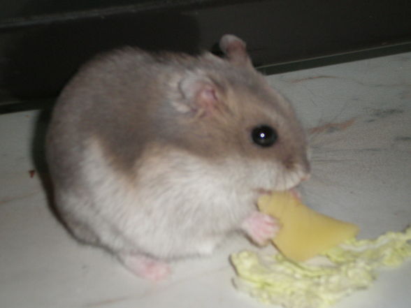 Sandy,mein hamster - 