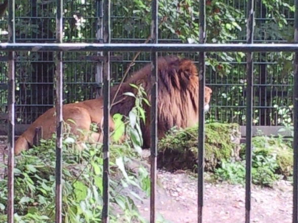 tierpark - 