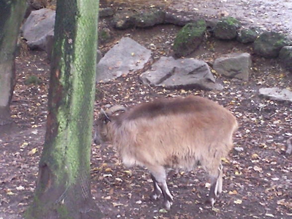 tierpark - 