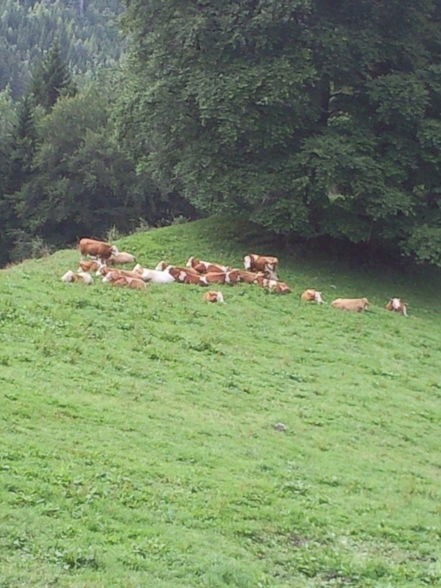 Wanderung Grünburgerhütte-Hochburgberg - 