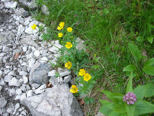 Ebenseer Hochkogel - 29.6.2010 - 