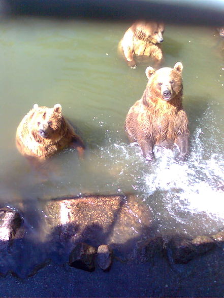 Tierpark Haag - 