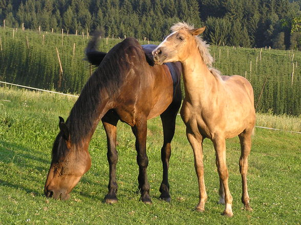 Meine Ponies - 