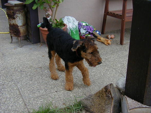 Mein Partner mit der kalten Schnauze... - 