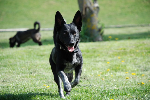 i like my dogs black just like my metal - 