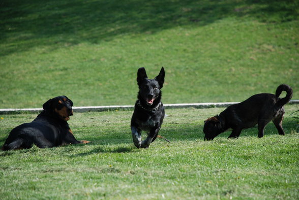 i like my dogs black just like my metal - 