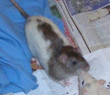 meine Ratten - 